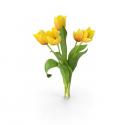 tulips-proshare